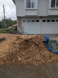 FREE birch wood chips