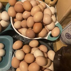 Daily Fresh Eggs 