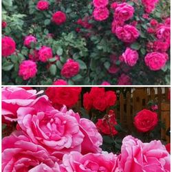 China rose 2 ft tall plant/ bush