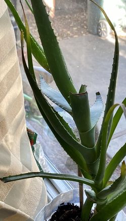 Aloe Vera 18” Tall