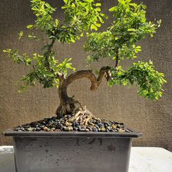 Old Desmodium Blue Bell ( Vietnamese Blue Bell 86 ) Bonsai Tree