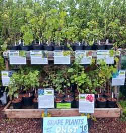 Seedless 🍇 Grape Vines just $10
