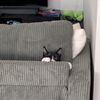 Nico
