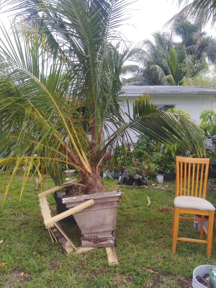 12 Foot Yellow Coconut Tree