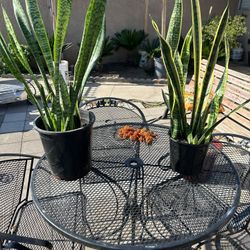 Inside Plants Each$40