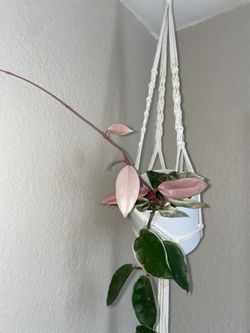 Plant Hoya