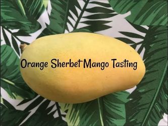 Grafted Mango Tree ‘Orange Sherbet’ 7 gallon