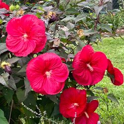 A Stunner - Rose Mallow - Fully Rooted About 2 Ft Tall. Flowers July To Oct