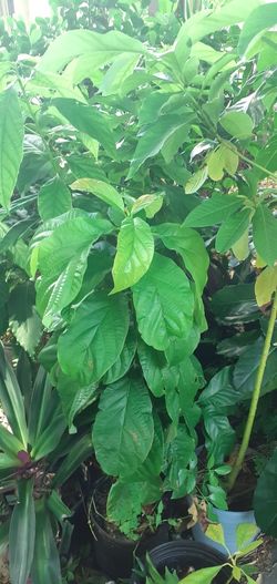 Avocado Trees