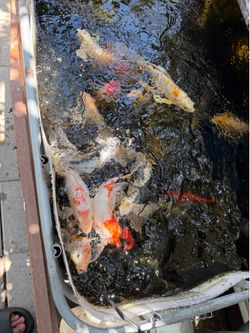 Premium koi