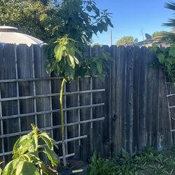 Avocado Tree