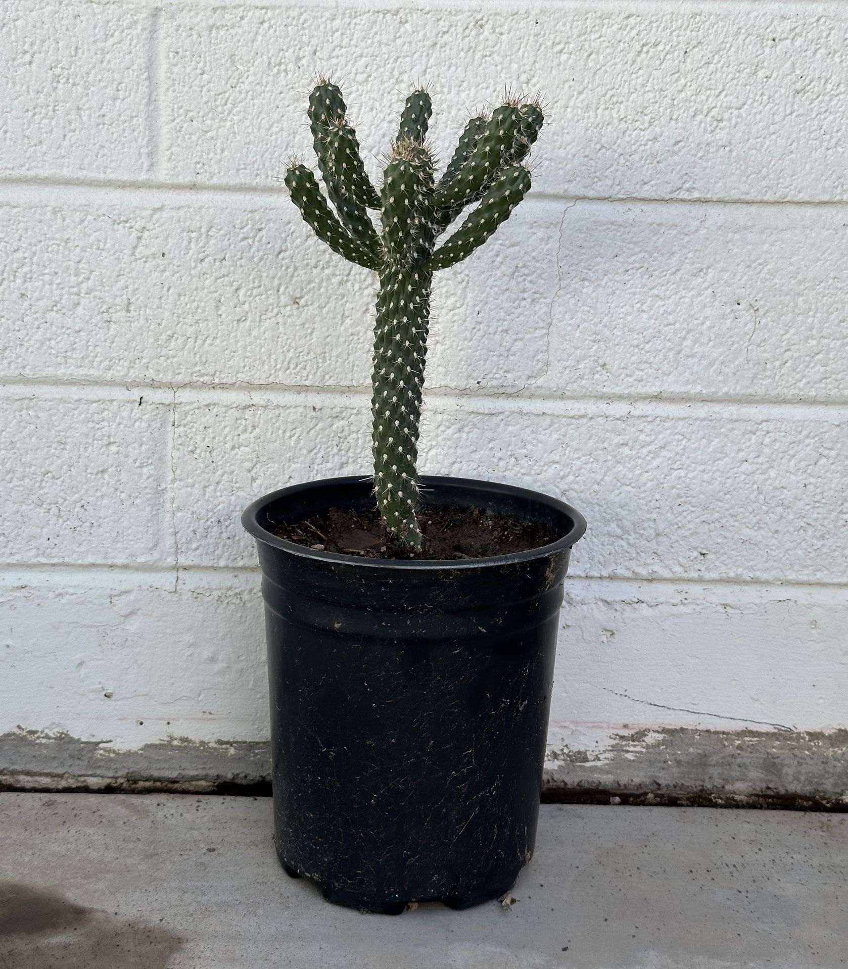 Very Healthy Cylindropuntia fulgida Jumping Cholla Cactus Plant In 1 Gallon Planter