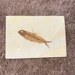 Fish Fossil