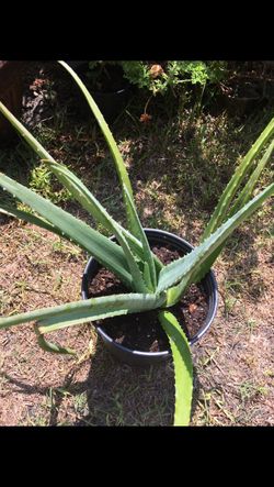 This beautiful Aloe Vera plant !$20 good for your skin,hair and ...