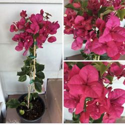 Boganvilia Plant Planta Flor Pink Rosita