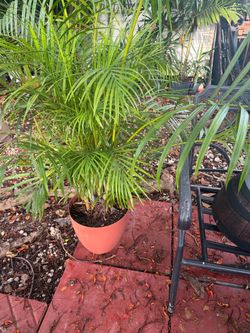 Areca palm
