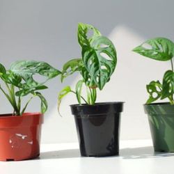 Wide Leaf Monstera Adansonii Plant/ Swiss Cheese Monstera Plant/ House Plant/ Indoor Plant Flower Patio Garden 