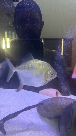 Fish tank decor