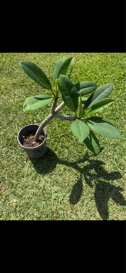 Plumeria Plant in Black Nursery Pot