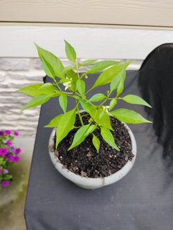 Chinese Pepper Plant