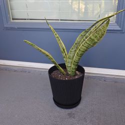 Snake plant for sale