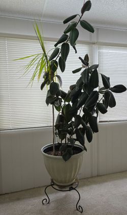 Plants