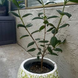 Beautiful ‘Princess Flower’ Tibouchina Plant in grow pot - outdoor plant