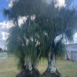 Ponytail Palm Trees