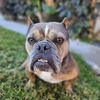 Gerardo