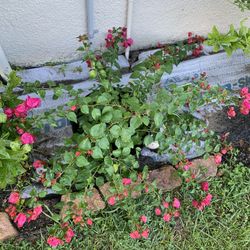 Bougainville Flower Plant With Flower