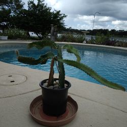 2 Climbing Cactus In 1 Pot ,White Flowers Red Fruit - Deltona,  Fl Pickup 