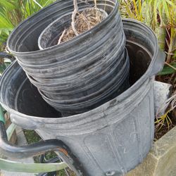 Plant Pot All  2 Dollar 