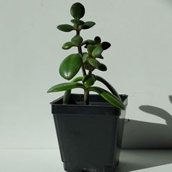 Lush Crassula Ovata Jade Succulent Plant/ Indoor Plant/ House Plant Flower Patio Garden Home