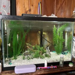 Fish Tank With Two Fishes 