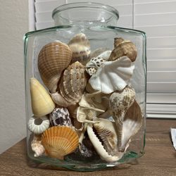 Large seashells