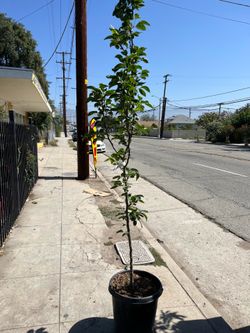 ASIAN PEAR TREE W/FRUIT