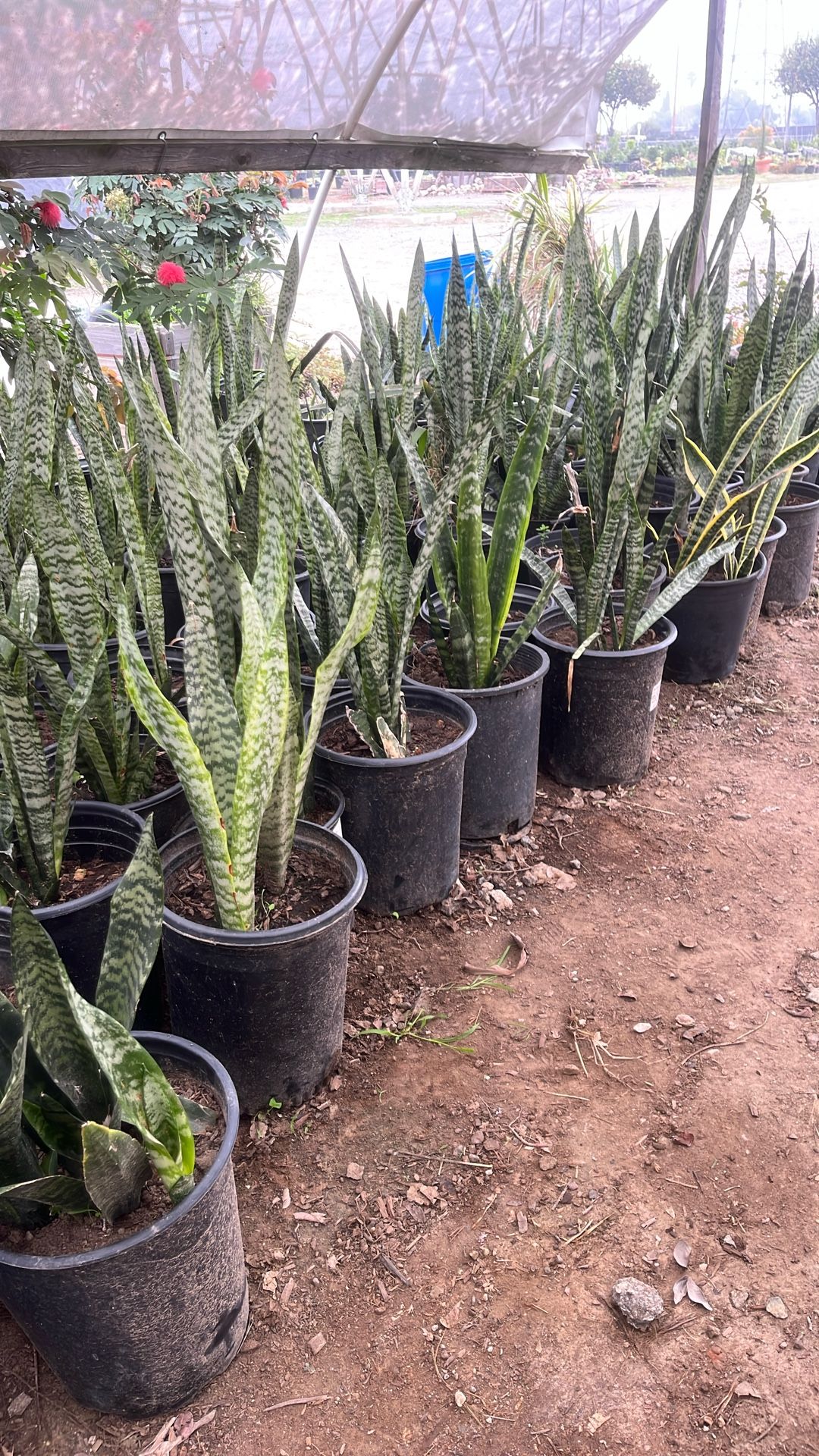 Snake Plants