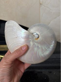 Large 7”polished conch shell