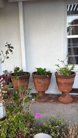 Plants prices between 5-15