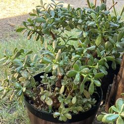 Jade Plant L
