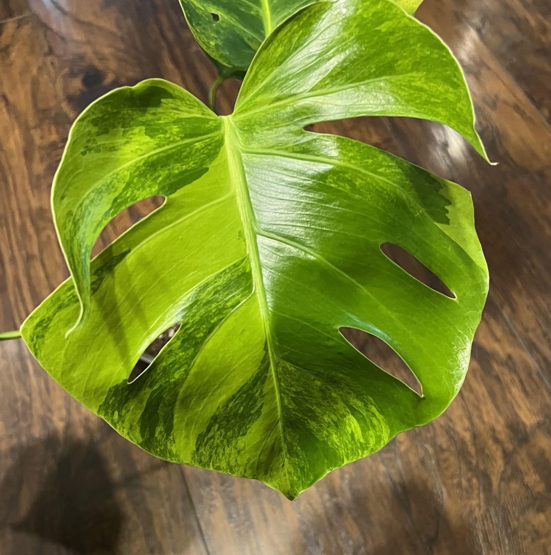 Variegated Monstera Aurea Plant Cutting (pls Read Description Below)