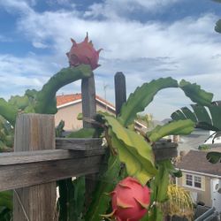 Red And White Dragon Fruit Plants 