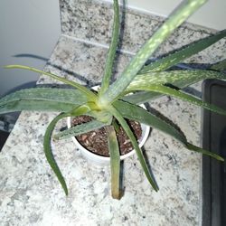 Free Aloe Vera Plant