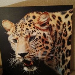 Tiger Picture 