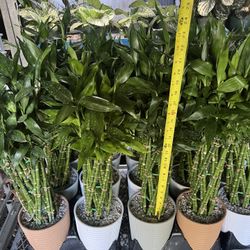 Lucky Bamboo In Ceramic Pot. SPECIAL PRICE 🤩