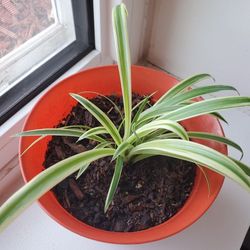 Fully Rooted Healthy Spider Plant. Natural Air Purifier, Come With 4" Plastic Pot.