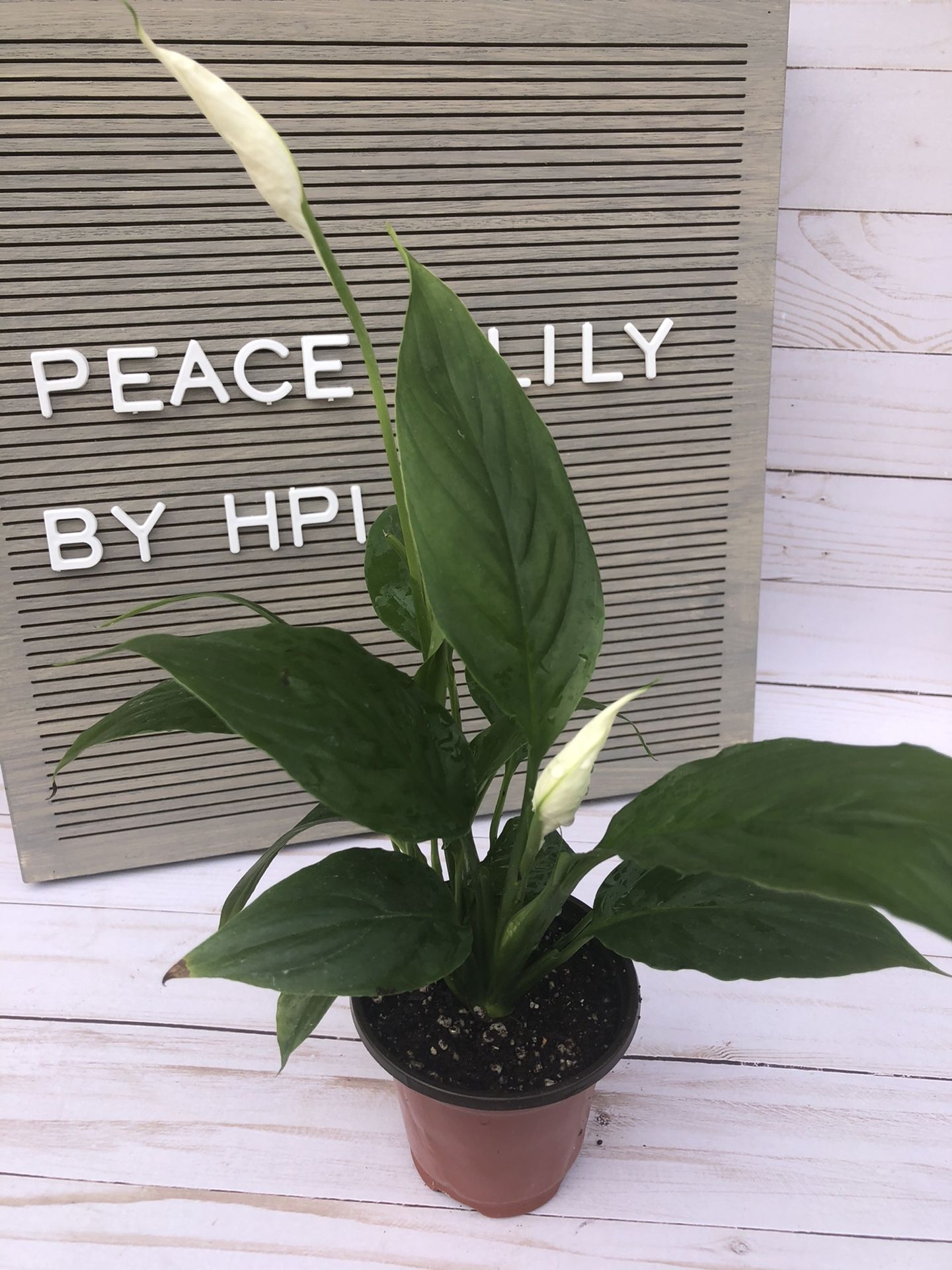 Peace Lily 3.5 inch pot - low light - air purifying