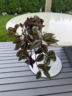 Tradescantia Plant ‘Silver Wandering Jew’ (Out/In Door Life Plant)