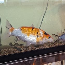 55 Gallon Fish Tank Aquarium Large 