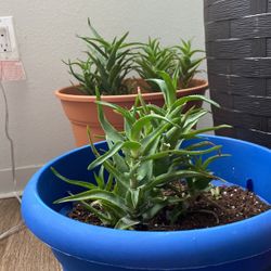 POTTED ALOE VERA PLANT 